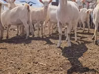 Goat, Saanen goat — photo 3