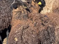 Sheep (batch, sex not specified), Karachay sheep — photo 4