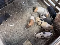 Babi (lot, jantina tidak dinyatakan), Pigs — foto 1