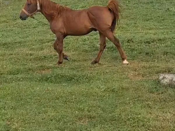 Horse (M), Horses — Armenia