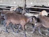 میش, Ordabasy sheep — عکس 3