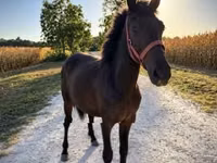 Horse (M), Horses — photo 1