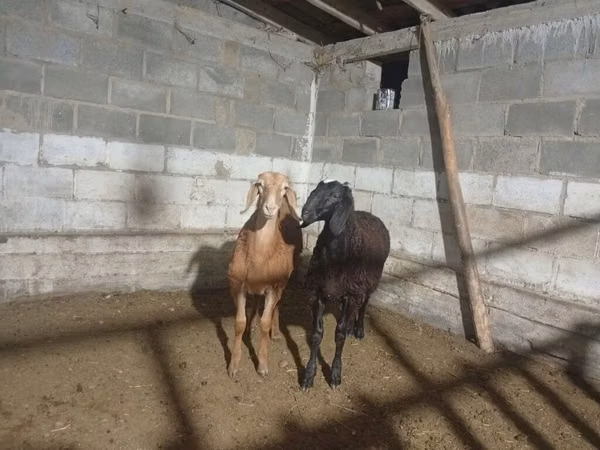 Ram, Arashan sheep — Kyrgyzstan