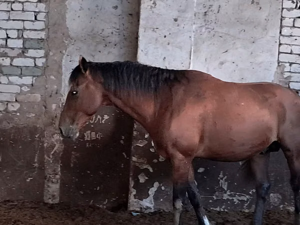 Horse (M), Kazakh horse — Kazakhstan