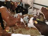گاو و گوساله (گروه، جنسیت مشخص نشده), Simmental cattle — عکس 3