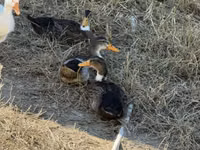 Ducks — عکس 2