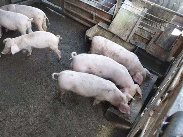 Boar, Pigs — Moldova