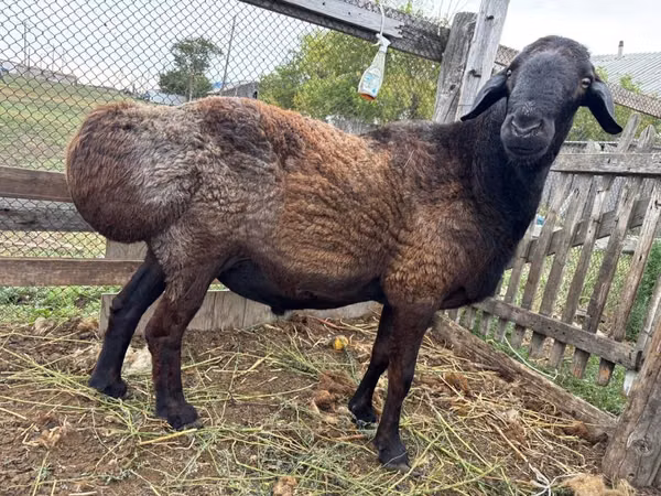 Ram, Hissar sheep — Kazakhstan