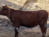 गाय, मवेशी — फ़ोटो 1