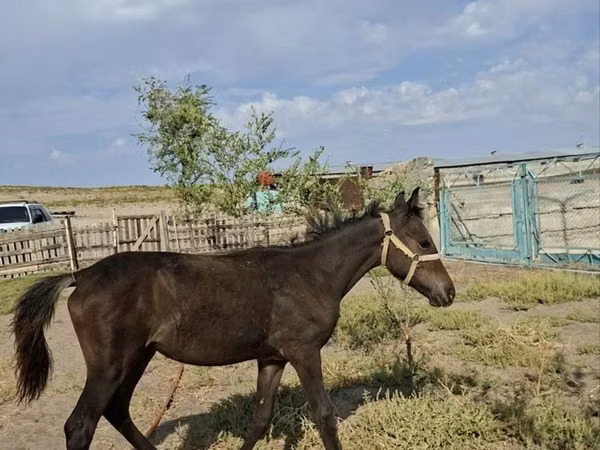 Mare, Kazakh horse — Kazakhstan