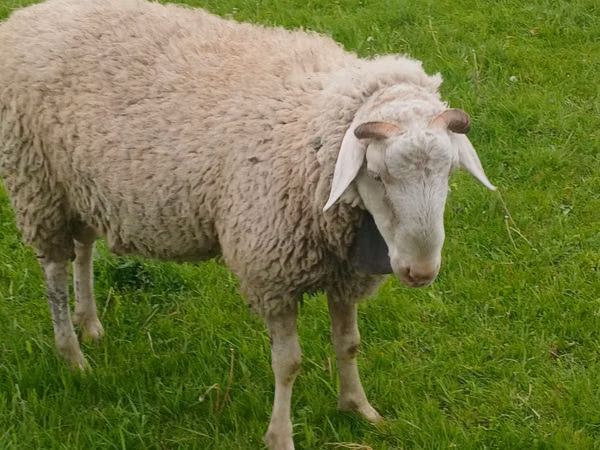 Ram, Sheep — Moldova