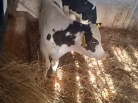 Stier, Russian Black pied cattle — foto 5