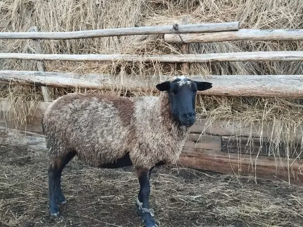 Vædder, Romanov sheep