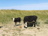 母牛, Kazakh White-headed cow — 照片 7