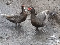 Domestic Muscovy — foto 1