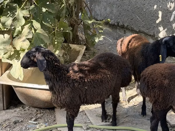 قوچ, Aland sheep