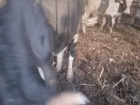 सांड, Russian Black pied cattle — फ़ोटो 1