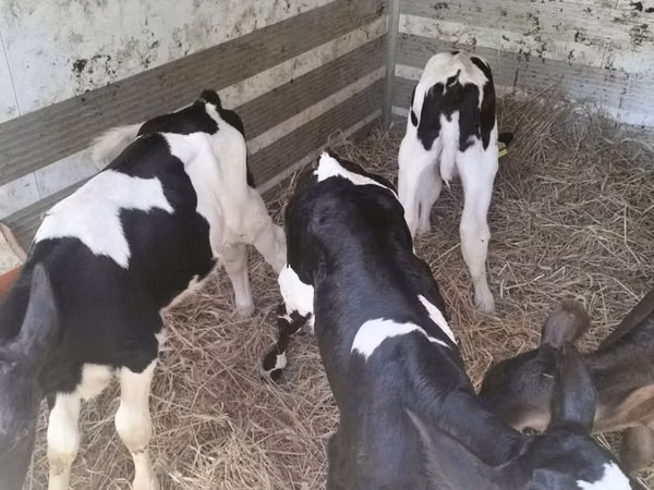 Cow, Russian Black pied cattle — Poland