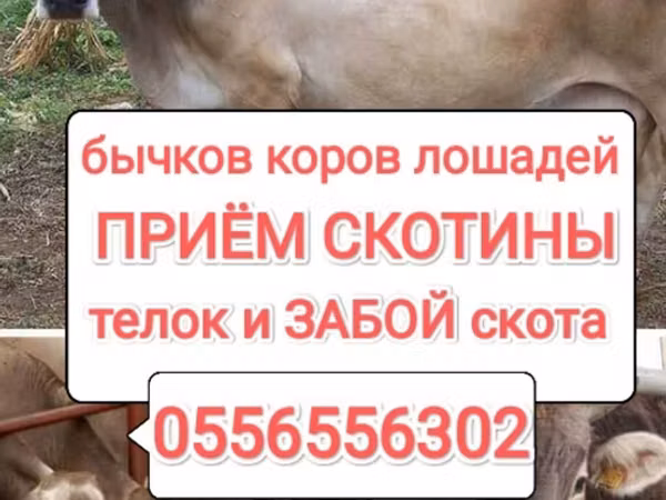 Bull, Cattle — Kyrgyzstan