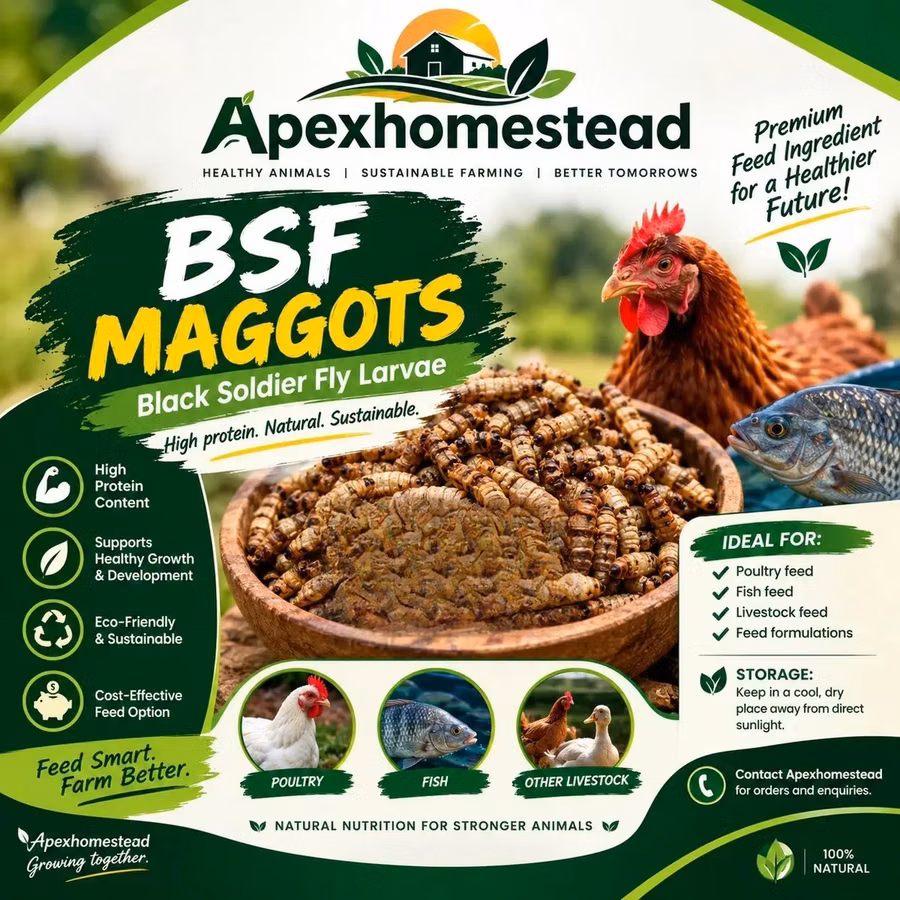 Boost Your Poultry Farm With BSF Maggot!