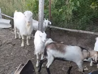숫염소, LaMancha goats — 사진 3