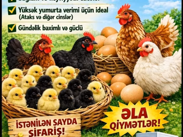 Chickens — جمهوری آذربایجان