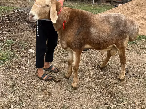 Խոյ, Arashan sheep