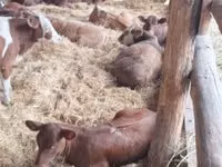 公牛, Simmental cattle — 照片 3