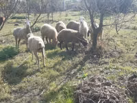 母羊, Sheep — 照片 2