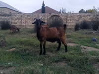 Cabra, Cabras — foto 3