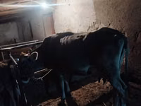 Гов, Swiss cattle — акс 4
