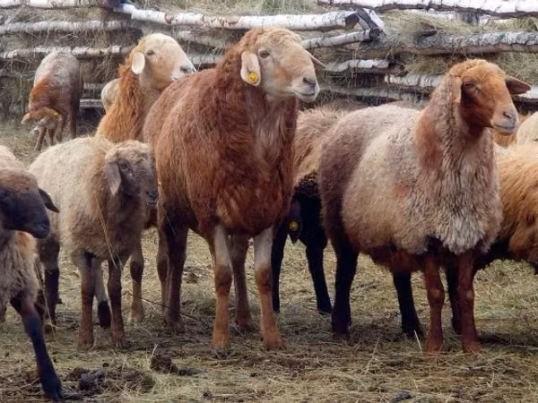 قوچ, Edilbay sheep