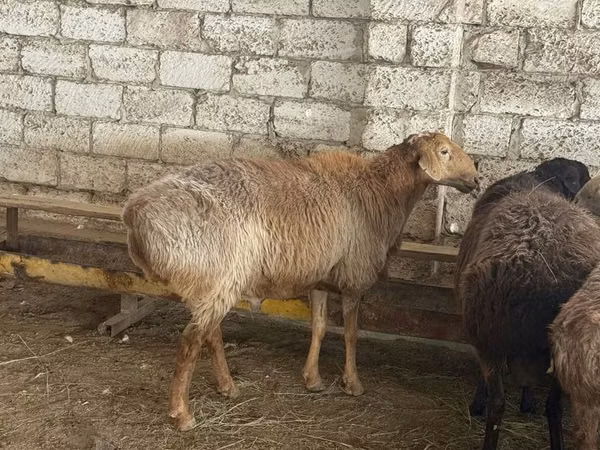 Kambing jantan, Edilbay sheep — Kazakhstan