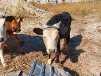 Toro, Bovini — foto 4