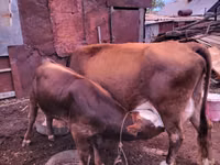 Cow, Latvian Blue cattle — photo 2