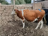 Cow, Simmental cattle — photo 2