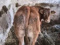 Bull, Limousin cow — photo 1