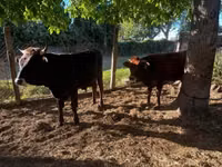 Bull, Limousin cow — photo 1