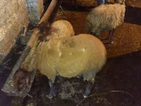 Kambing jantan, Sheep — foto 6