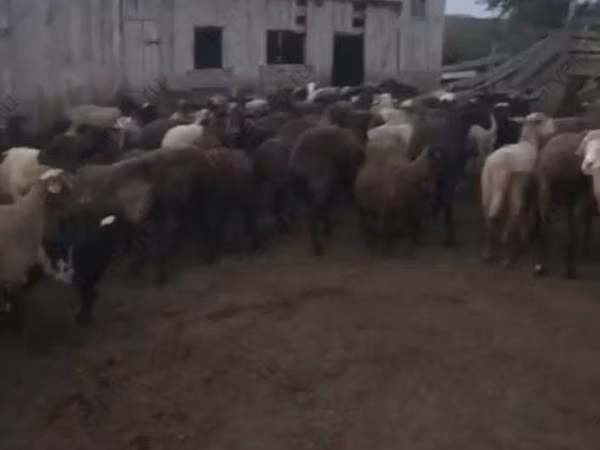 Sheep, Sheep — Russia