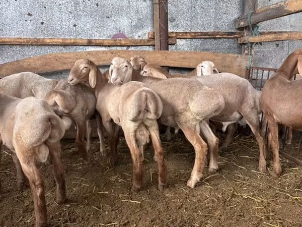 قوچ, Arashan sheep — قرقیزستان