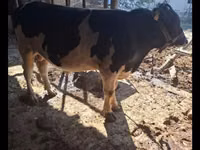 Bull, Red Estonian cattle — photo 4