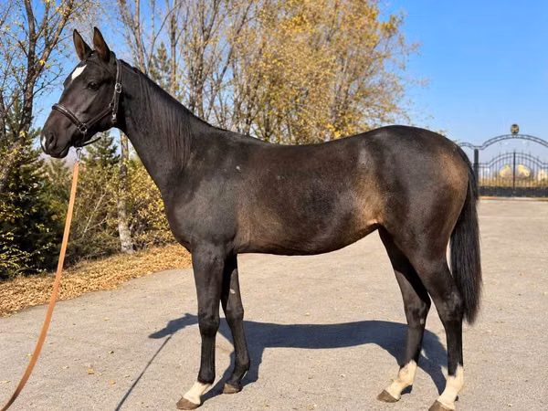 Mare, Akhal-Teke