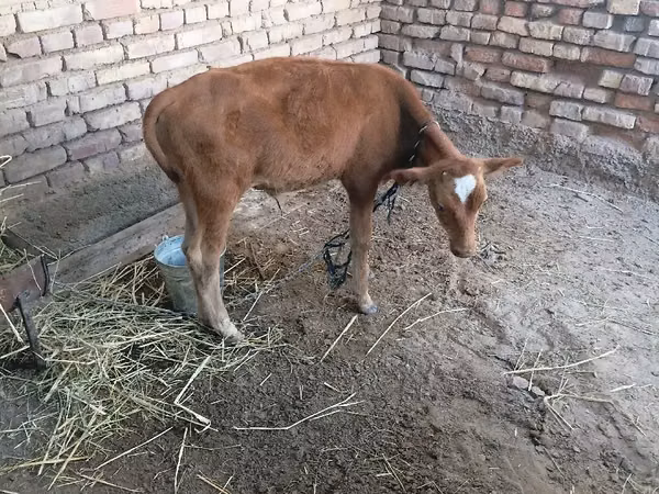 Bull, Cattle — Turkmenistan