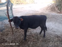 Bull, Cattle — photo 2