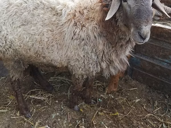 Ram, Rhon sheep — Kyrgyzstan