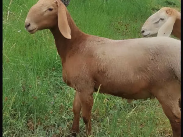 قوچ, Arashan sheep — قرقیزستان