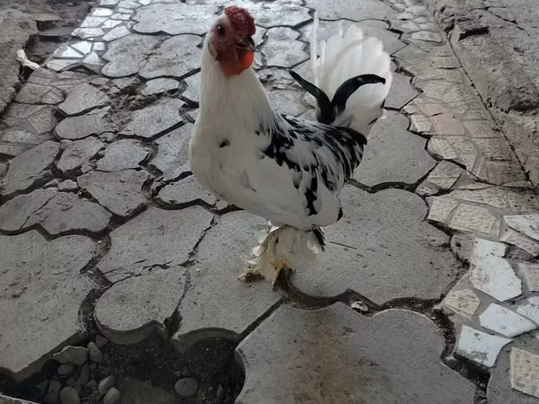 Chickens — Kyrgyzstan