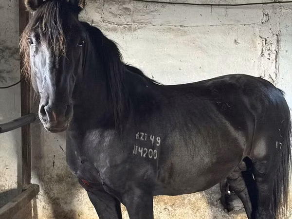 Horse (M), Horses — Kazakhstan