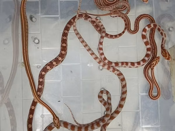 Cornsnake babys Qeyd: Göndərilən şəkillərdə eyni növə aid bir neçə